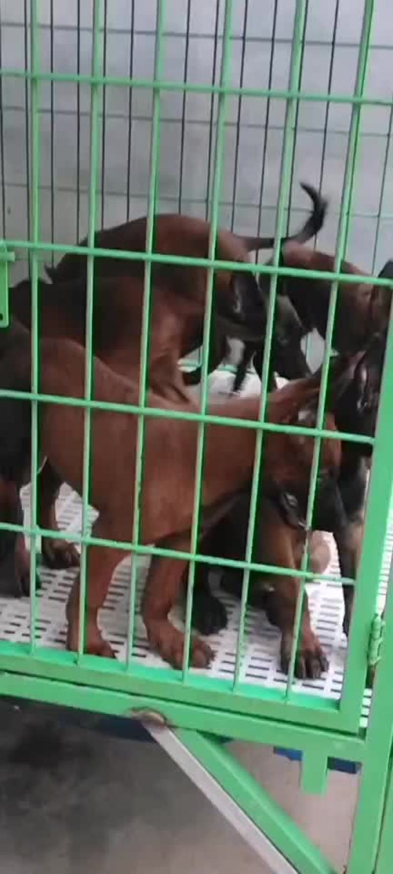马犬精品爆红自养自销疫苗齐全全国包邮
