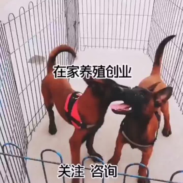 马犬爆红三个月全国包邮已做疫苗自养自销，纯血统