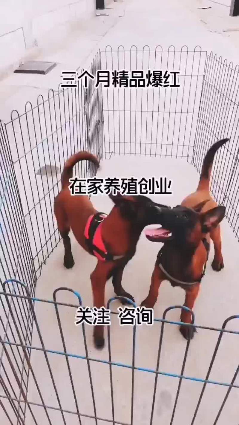 马犬爆红三个月全国包邮已做疫苗自养自销，纯血统