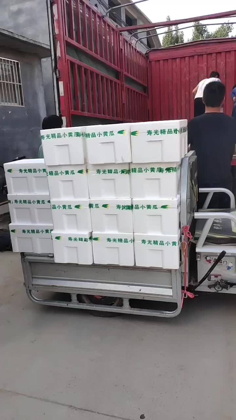 孝海文洋精品水果黄瓜基地，收货装车发货现场，可实地监考察