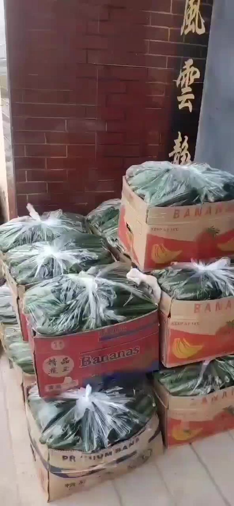 孝海文洋精品水果黄瓜基地，收货装车发货现场，可实地监考察