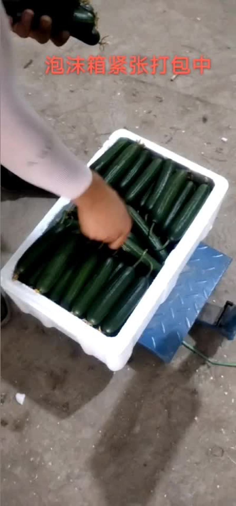 孝海文洋精品水果黄瓜基地，收货装车发货现场，可实地监考察