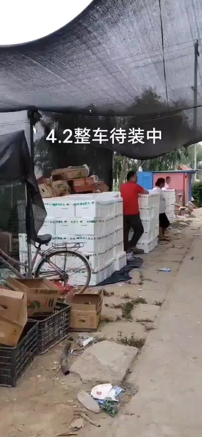 孝海文洋精品水果黄瓜基地，收货装车发货现场，可实地监考察