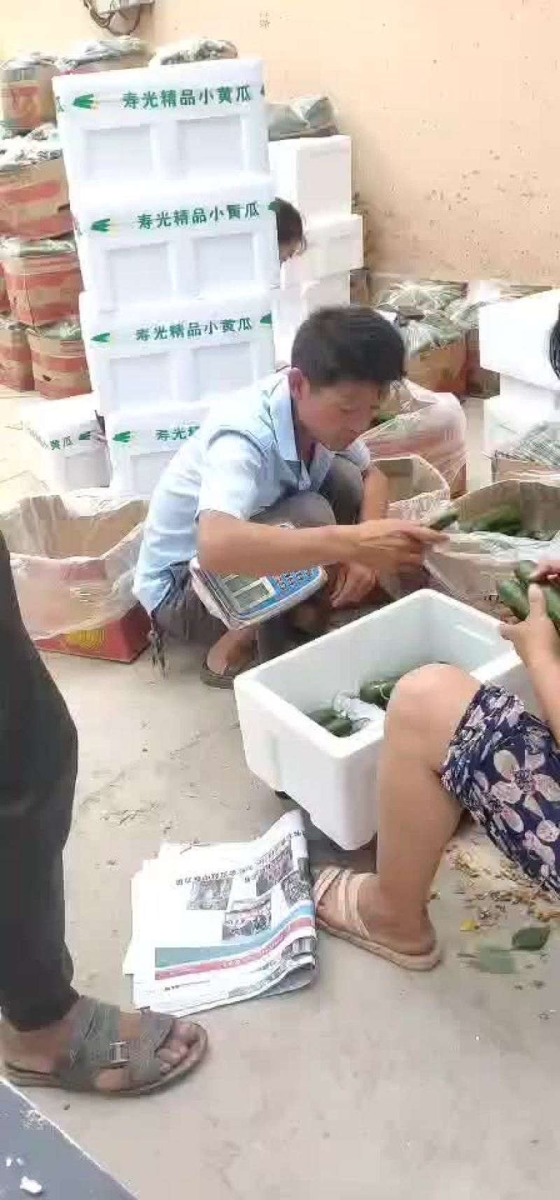 孝海文洋精品水果黄瓜基地，收货装车发货现场，可实地监考察