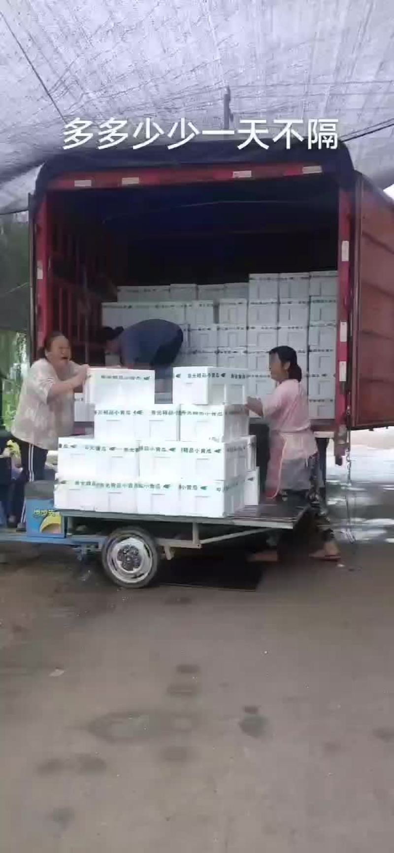 孝海文洋精品水果黄瓜基地，收货装车发货现场，可实地监考察
