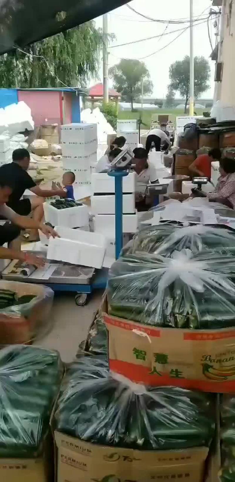 孝海文洋精品水果黄瓜基地，收货装车发货现场，可实地监考察