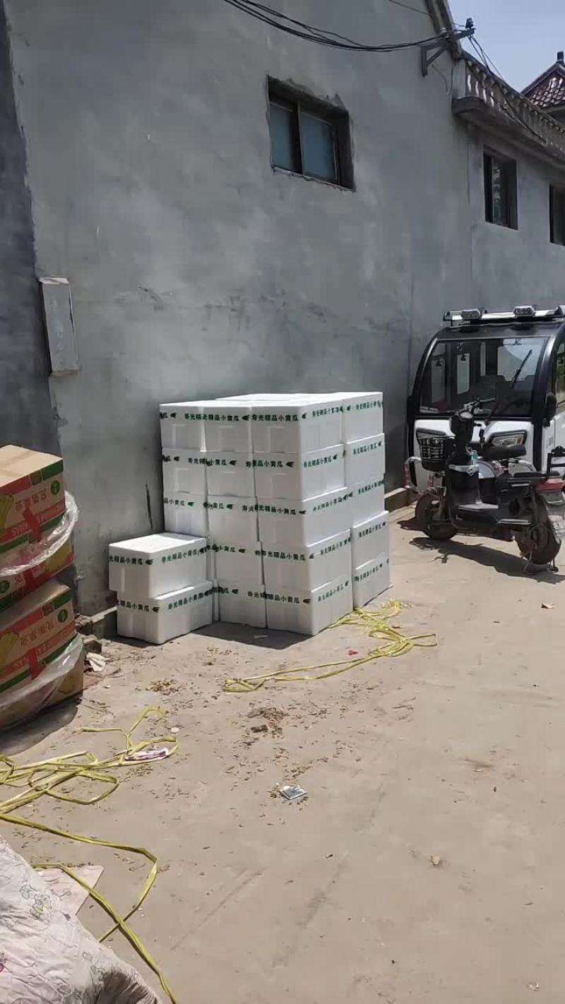 孝海文洋精品水果黄瓜基地，收货装车发货现场，可实地监考察