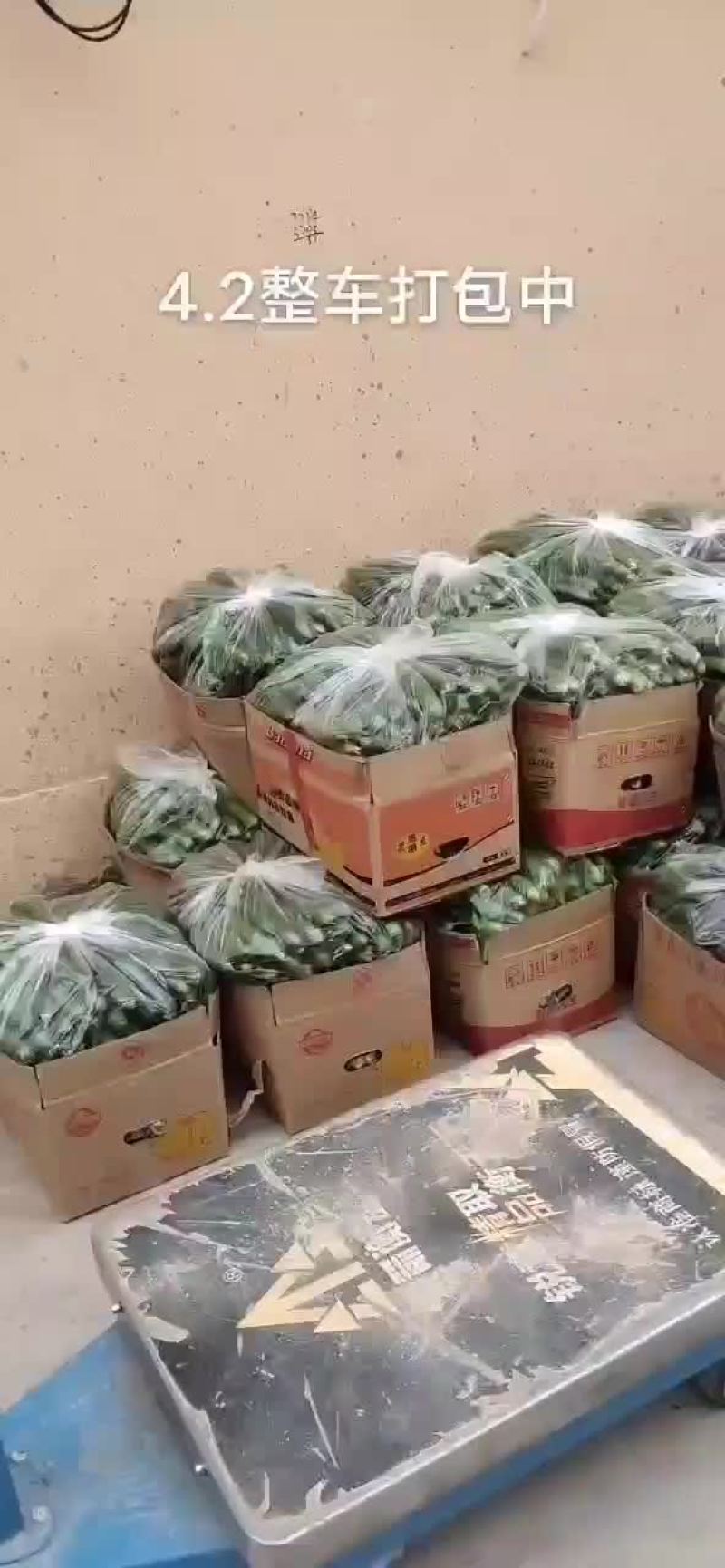 孝海文洋精品水果黄瓜基地，收货装车发货现场，可实地监考察