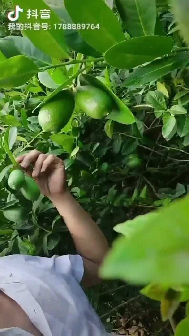 准备有六七百斤果可以摘而已呢，是有几千块就更加不愁咯
