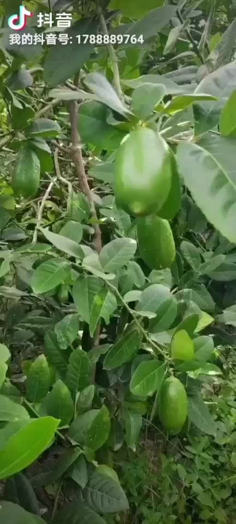准备有六七百斤果可以摘而已呢，是有几千块就更加不愁咯