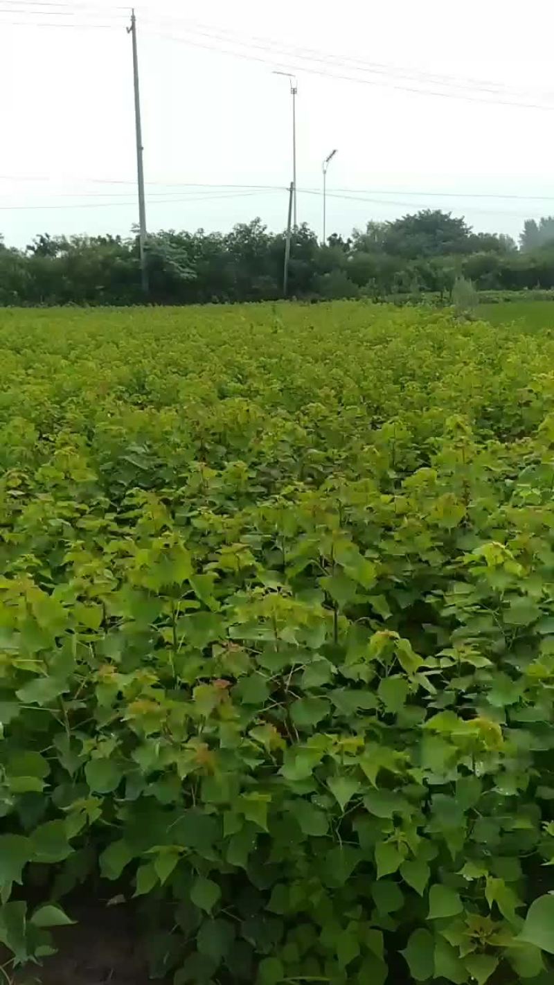 乌桕树苗