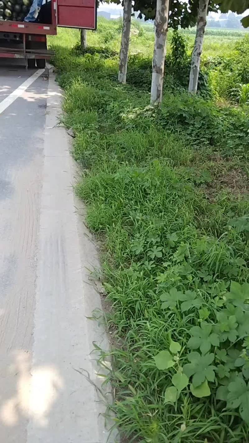【推荐】黑皮地冬瓜，价格低条美，质量保证欢迎致电