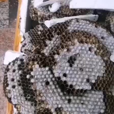 蜂蛹