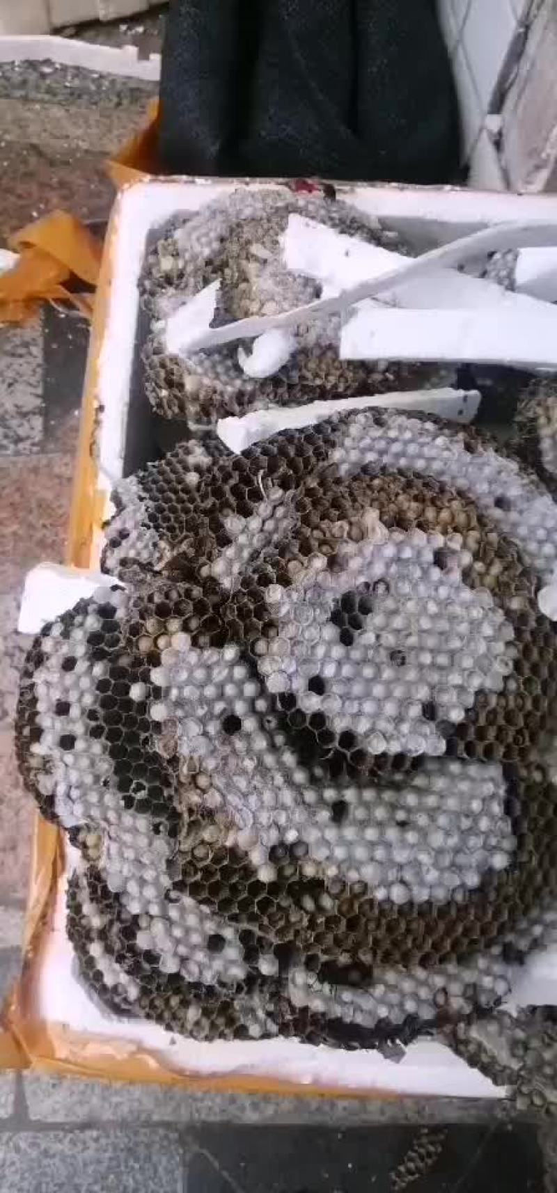 蜂蛹