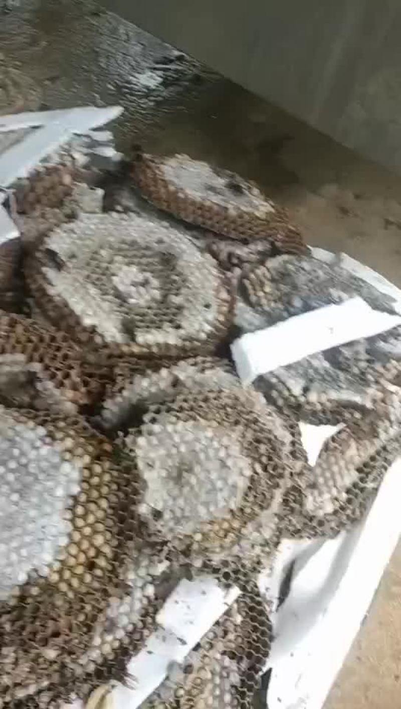 蜂蛹