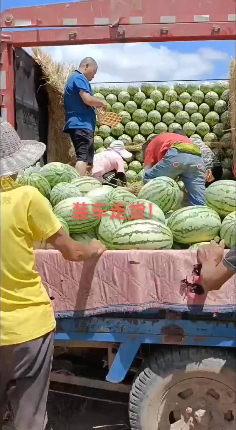 正宗沙地西瓜