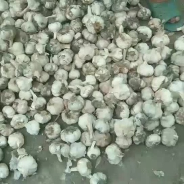 紫皮大蒜