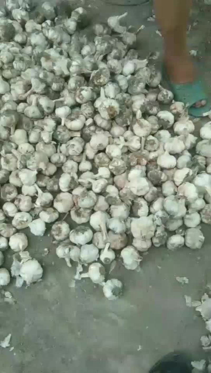 紫皮大蒜