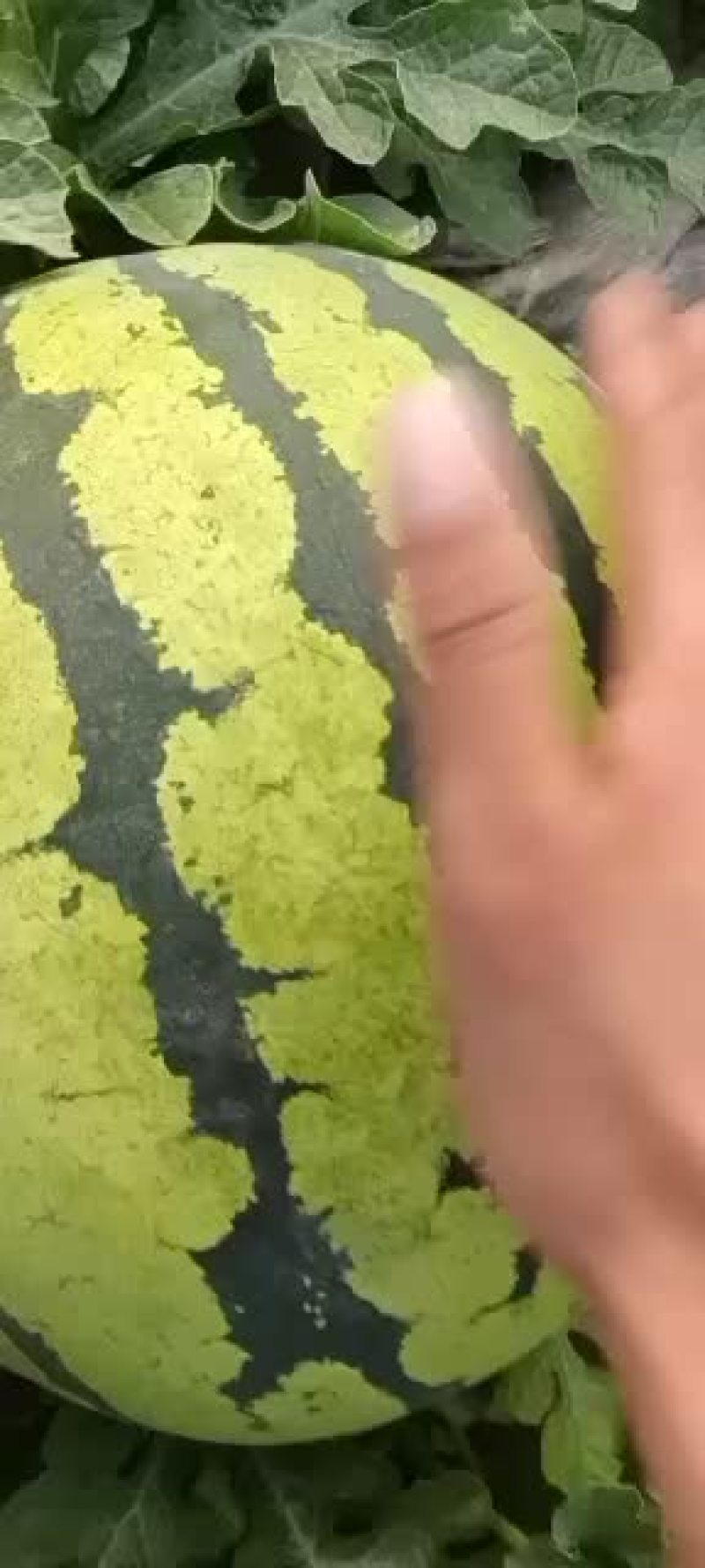 吉林长岭地雷西瓜大量供应全国市场，甜度好