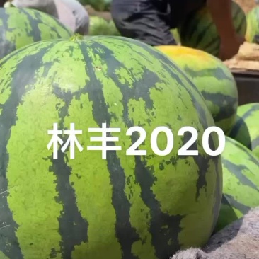 吉林长岭地雷西瓜大量供应全国市场，甜度好