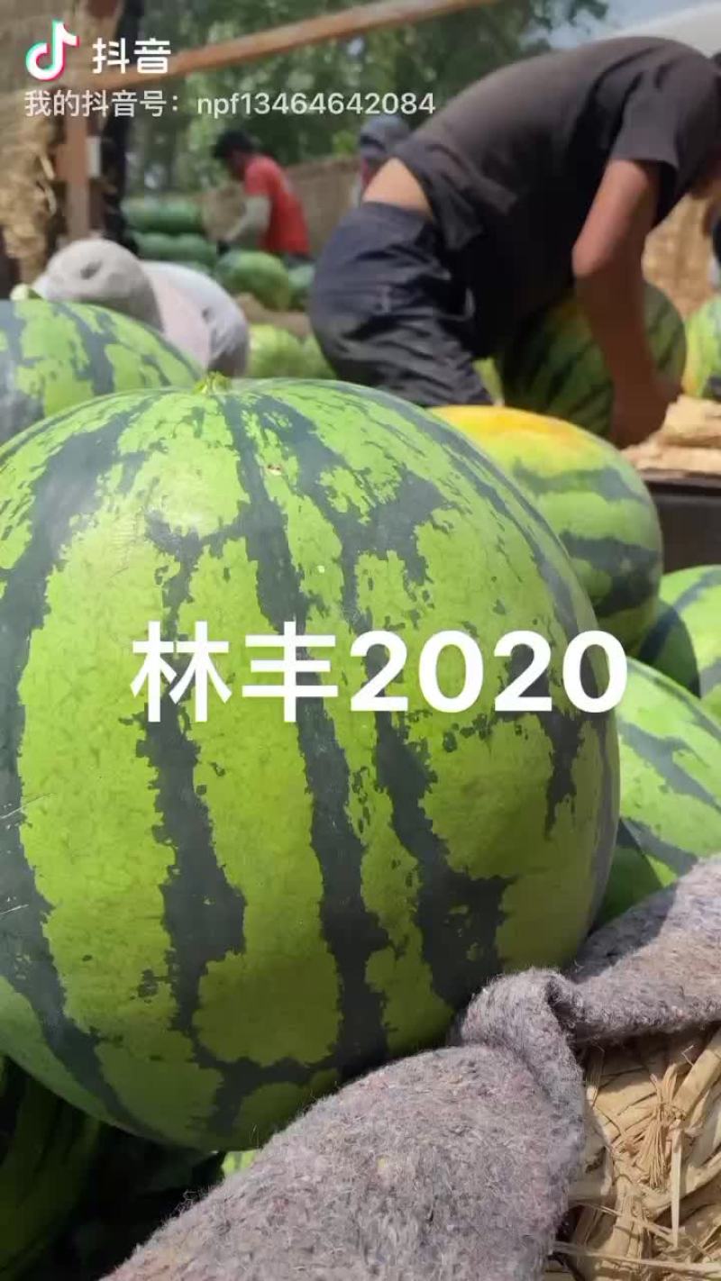 吉林长岭地雷西瓜大量供应全国市场，甜度好
