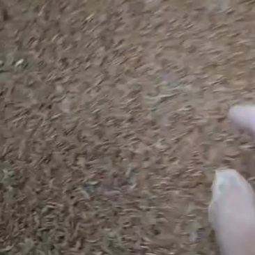 黄粉虫虫卵