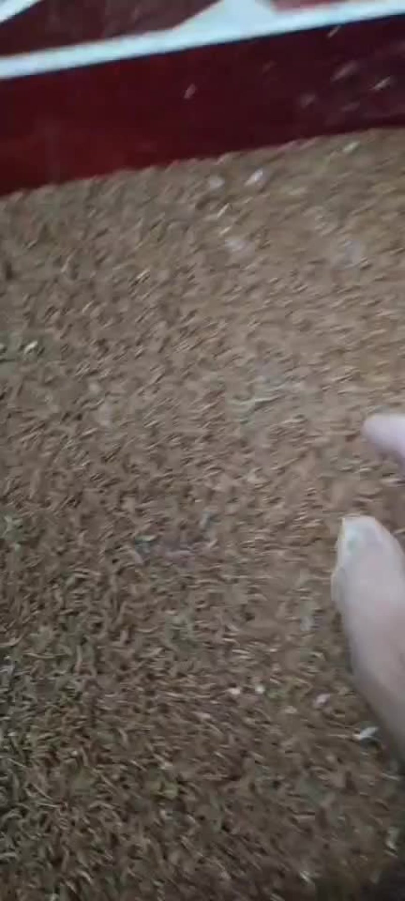 黄粉虫虫卵