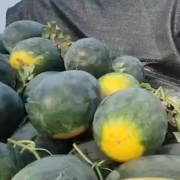 西瓜