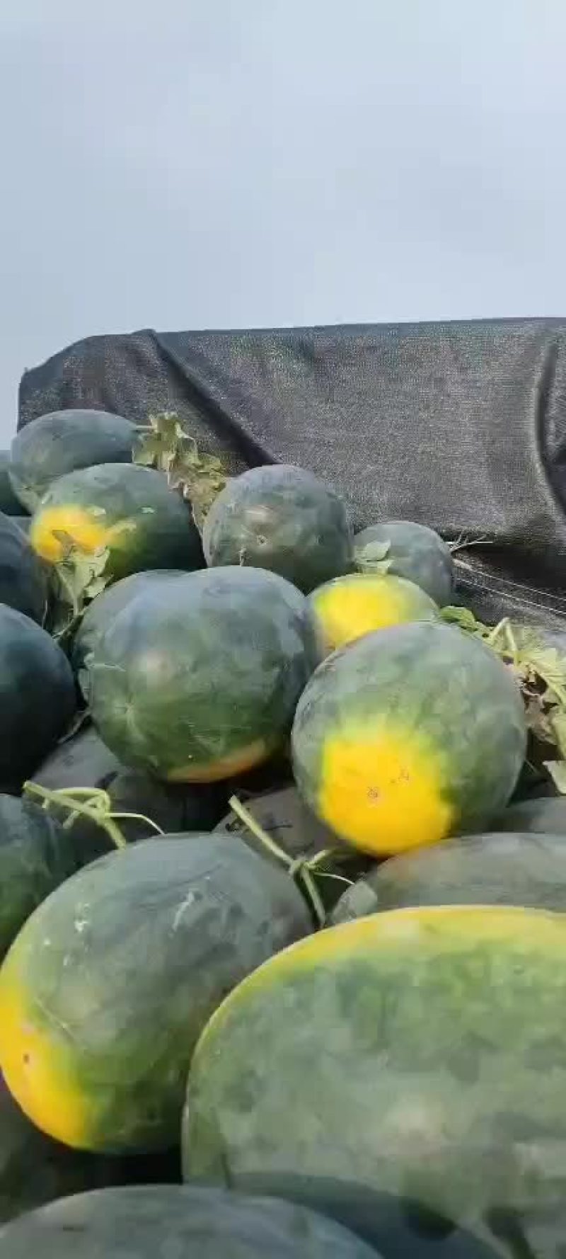 西瓜