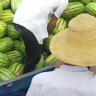 旱地硒砂瓜基地