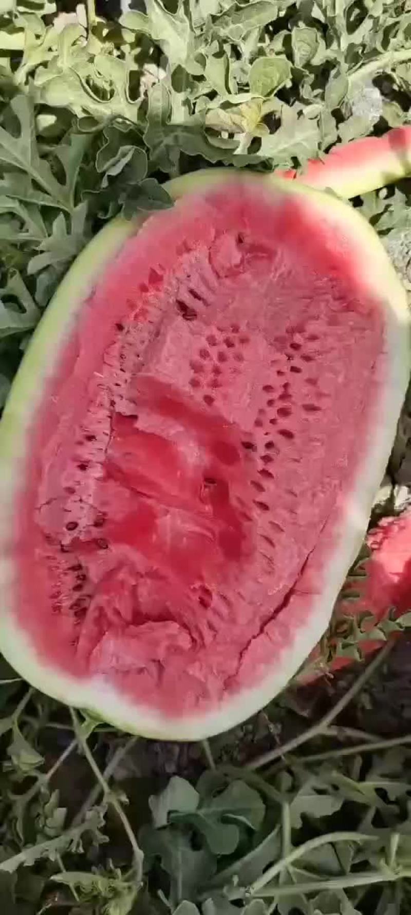 旱地硒砂瓜基地
