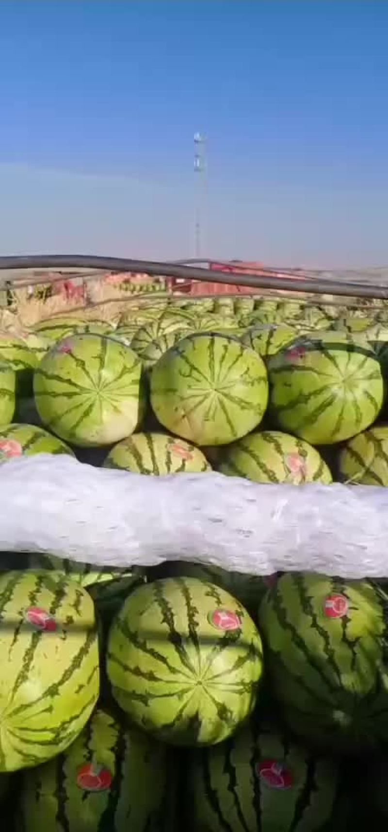 旱地硒砂瓜基地