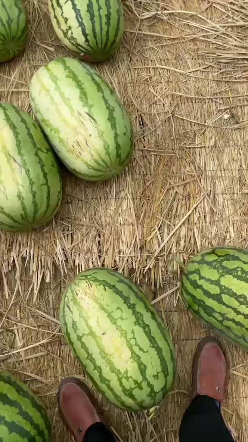 旱地硒砂瓜基地