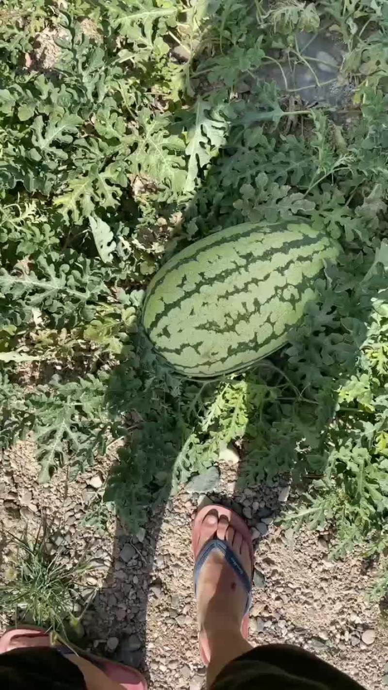 旱地硒砂瓜基地