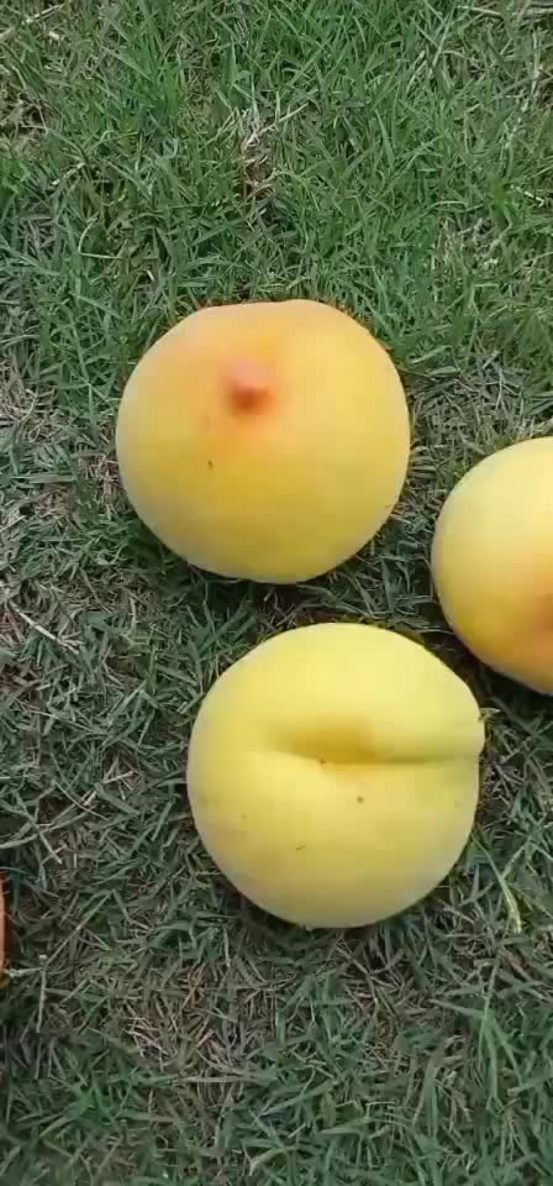 安徽宿州砀山县桃 2.50元/斤安徽黄金密3号黄金蜜
