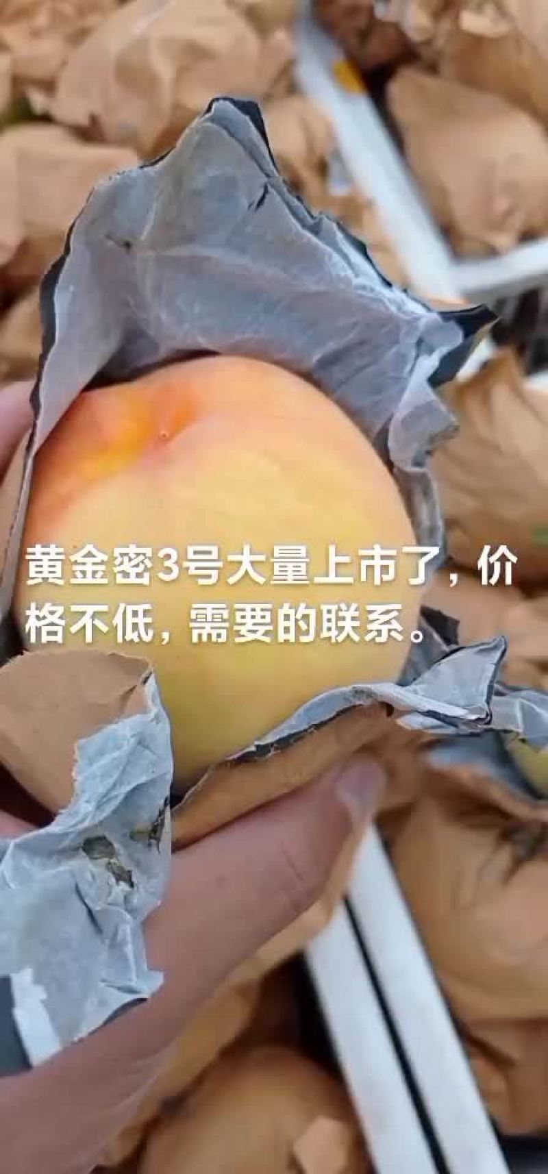 安徽宿州砀山县桃 2.50元/斤安徽黄金密3号黄金蜜