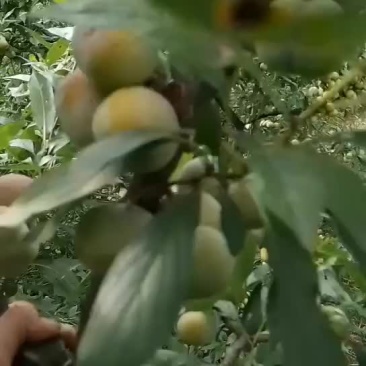 凤凰李