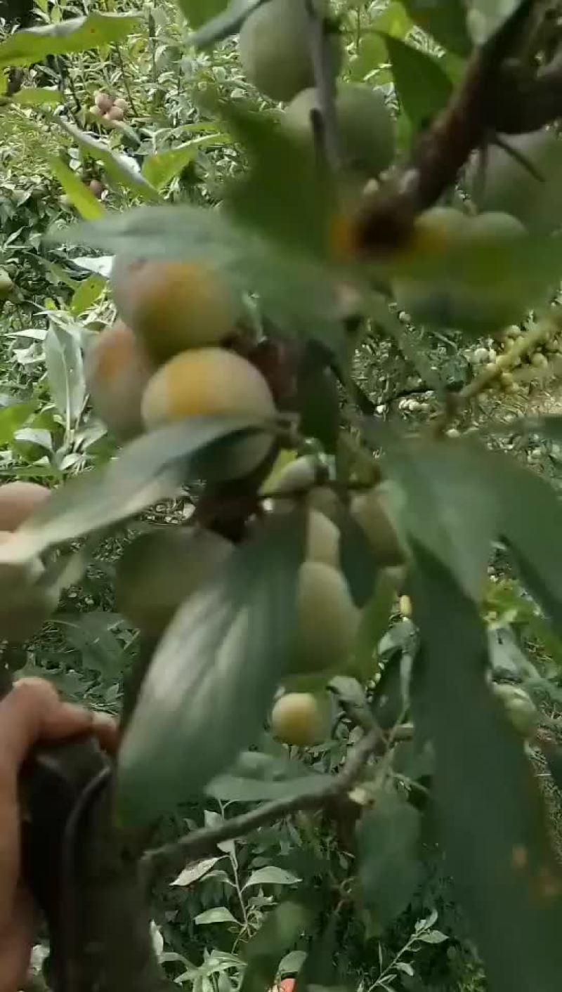 凤凰李