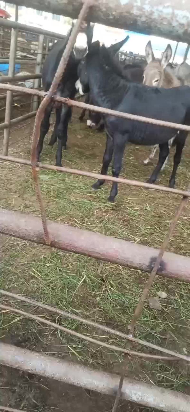 毛驴驹子，小毛驴，毛驴苗，德州驴，土毛驴，杂交驴。乌头驴