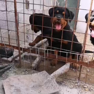罗威纳犬护卫犬采耳已做疫苗已做