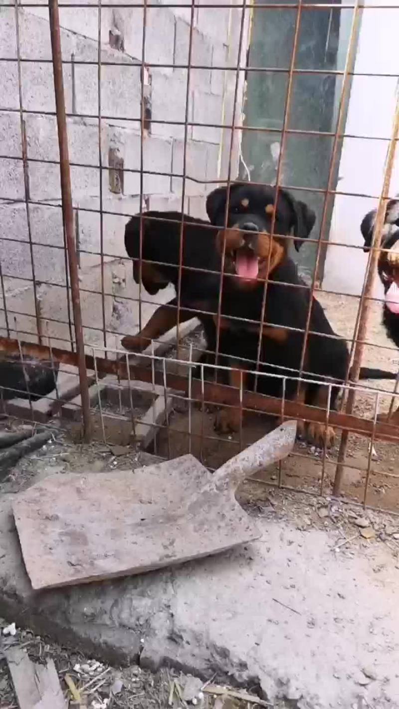 罗威纳犬护卫犬采耳已做疫苗已做