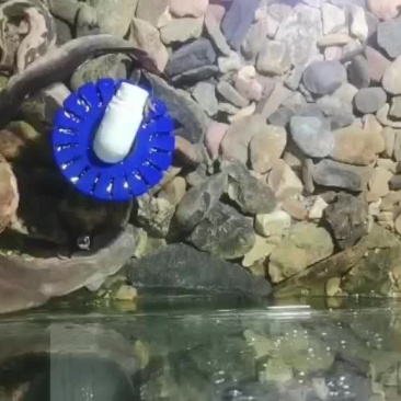 刀鳅