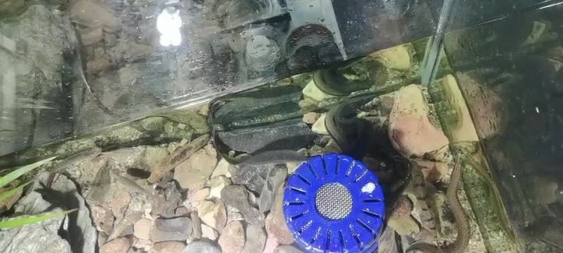 刀鳅
