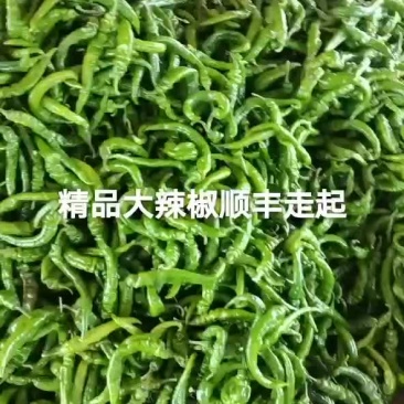 精品辣椒