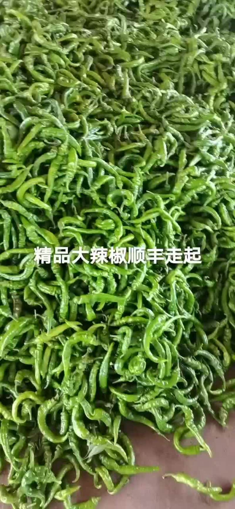 精品辣椒