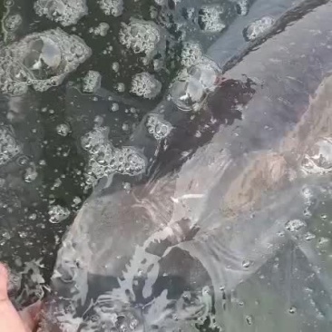 大青鱼