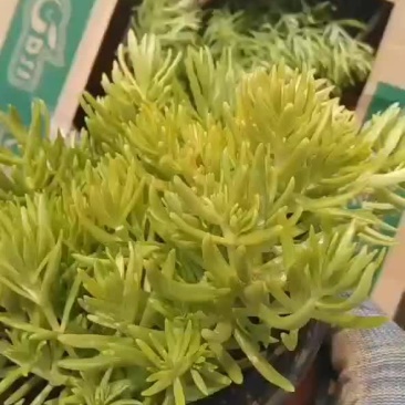 双色盆佛甲草