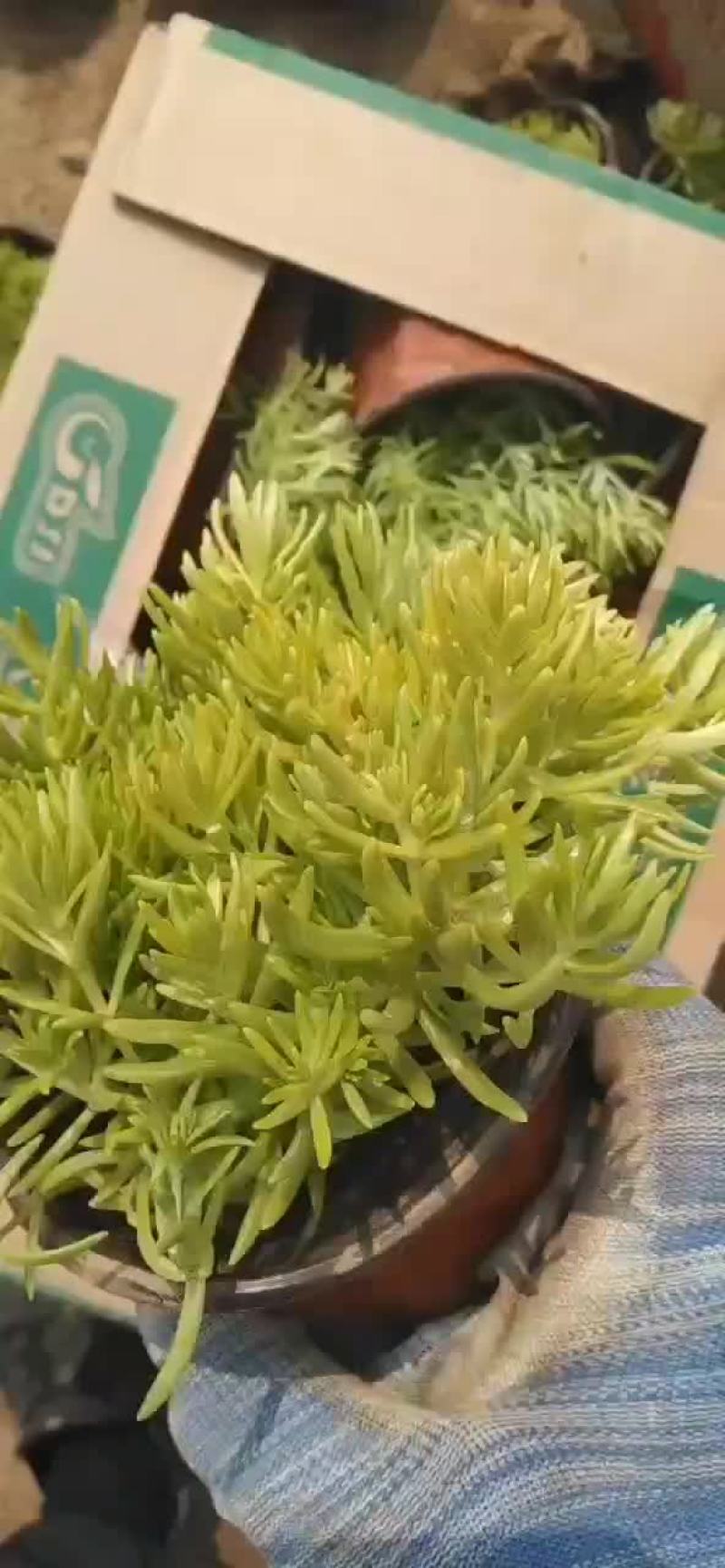 双色盆佛甲草