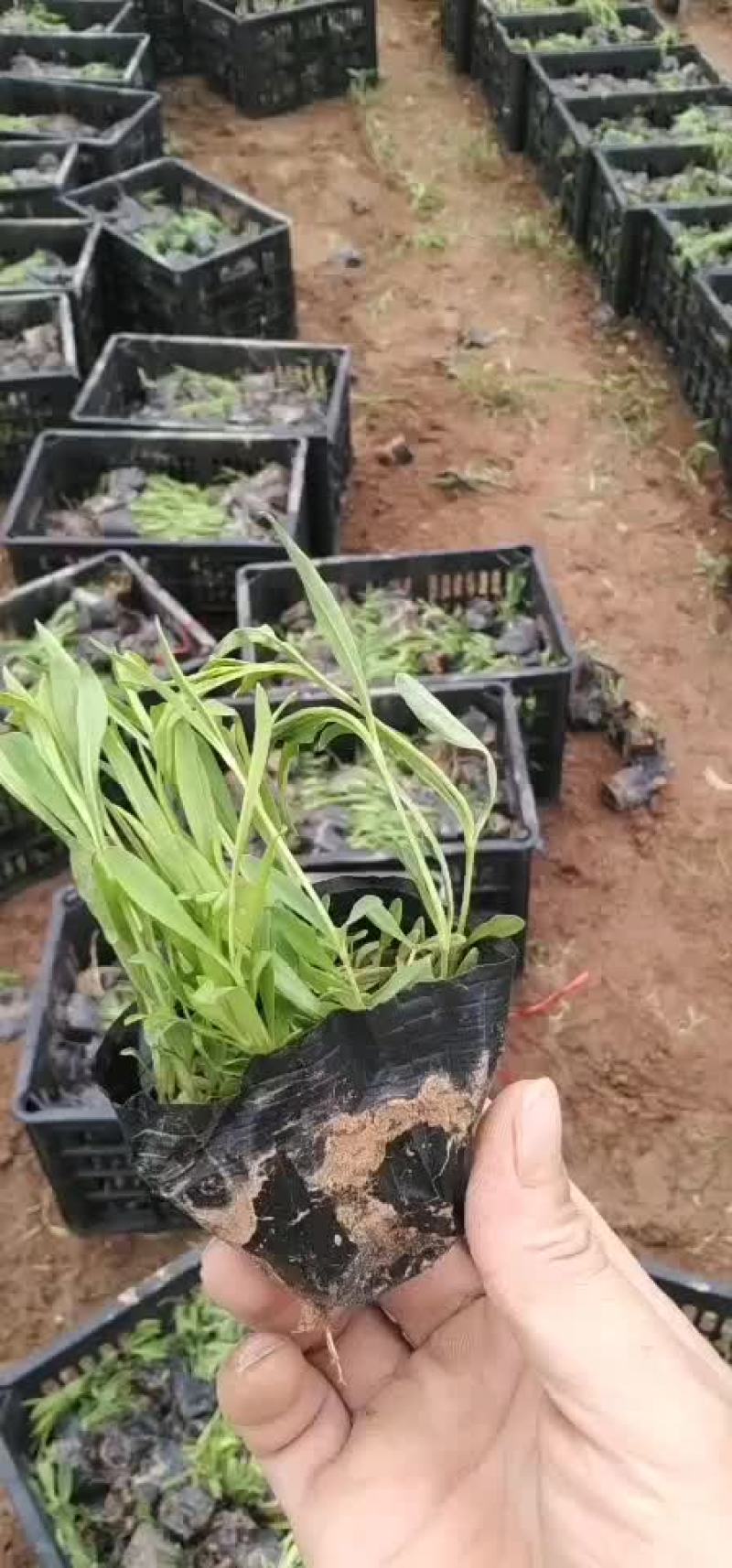 石竹子