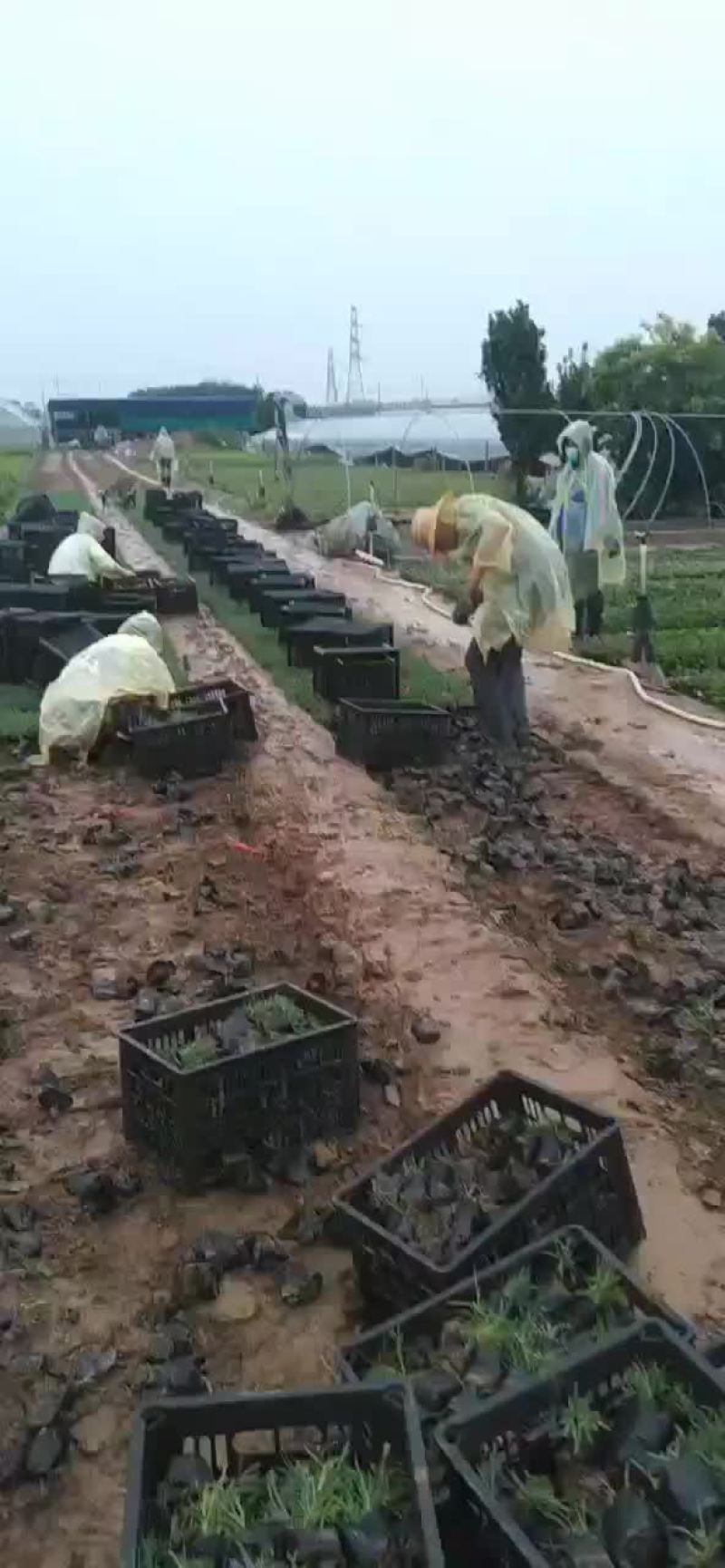 石竹子